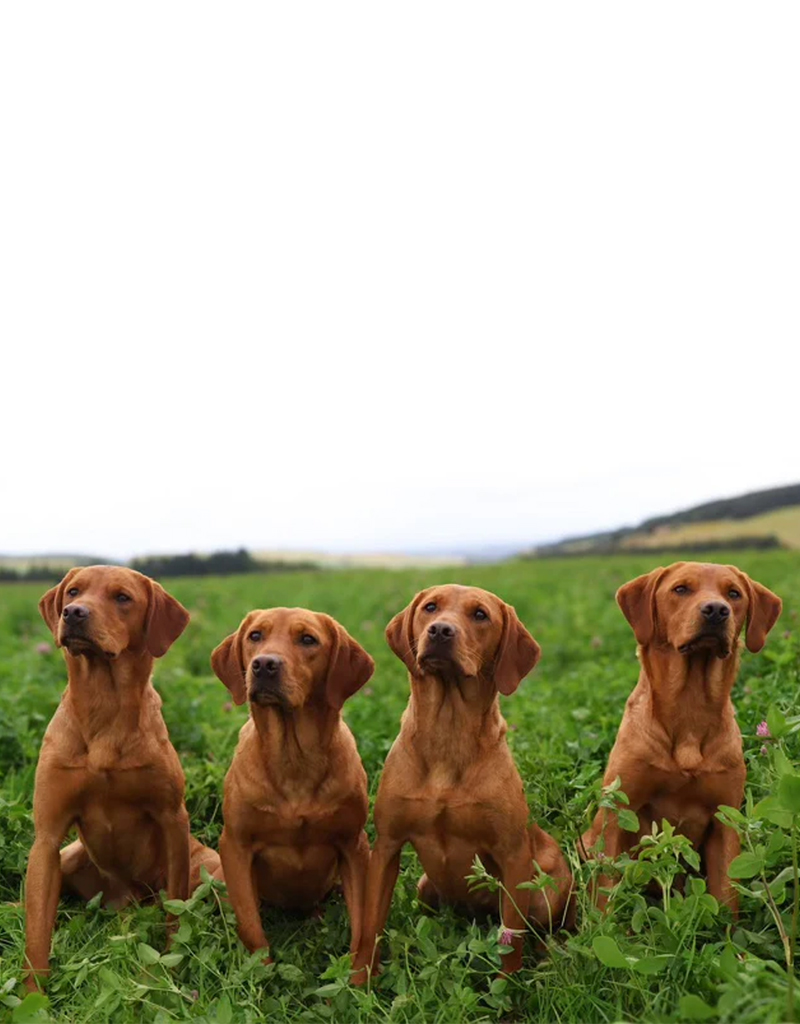 Green light for Perthshire luxury doggy hotel
